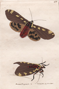 The Chinese Lantern-fly